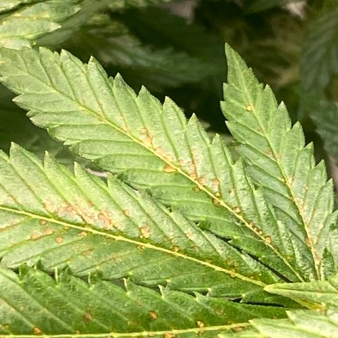 White Widow growlog timeline photo