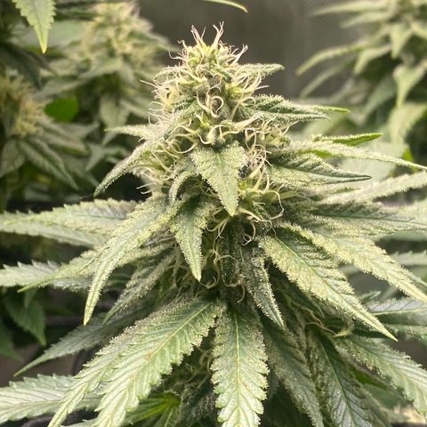 White Widow growlog timeline photo
