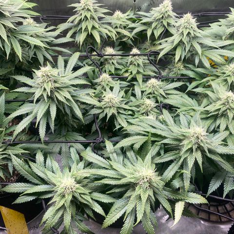 White Widow growlog timeline photo