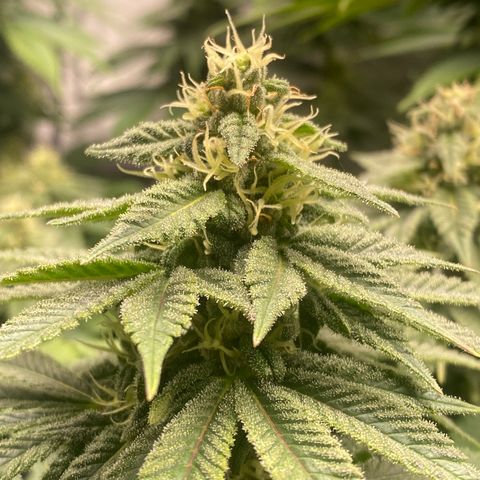 White Widow growlog timeline photo