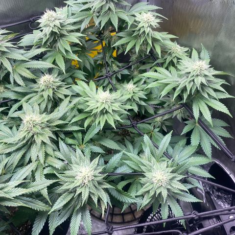 White Widow growlog timeline photo