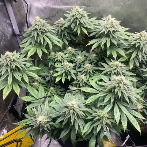 White Widow growlog timeline photo
