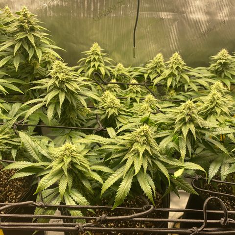 White Widow growlog timeline photo