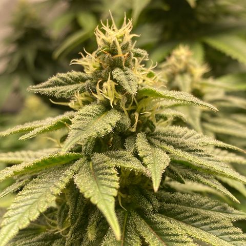 White Widow growlog timeline photo