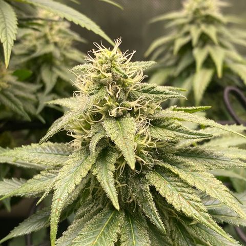 White Widow growlog timeline photo