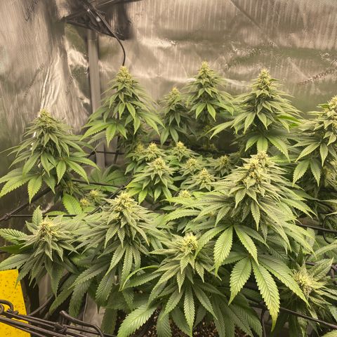 White Widow growlog timeline photo