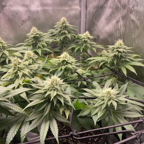 White Widow growlog timeline photo