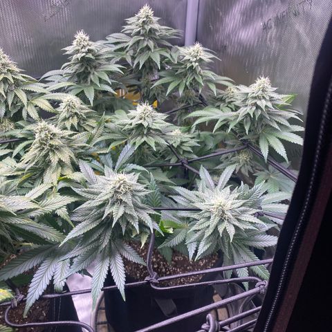 White Widow growlog timeline photo