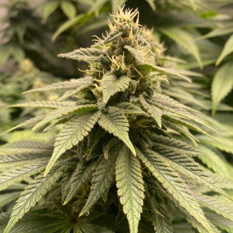 White Widow growlog timeline photo