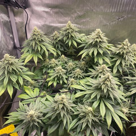 White Widow growlog timeline photo