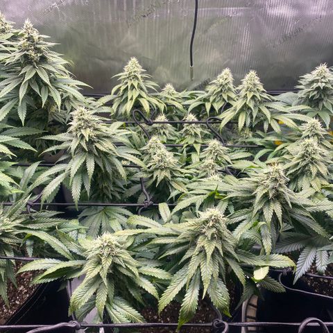 White Widow growlog timeline photo