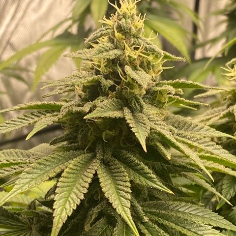 White Widow growlog timeline photo