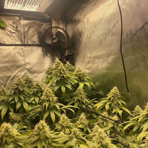 White Widow growlog timeline photo