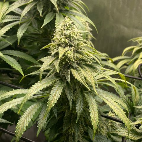 White Widow growlog timeline photo