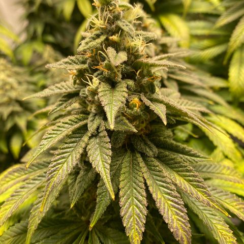 White Widow growlog timeline photo