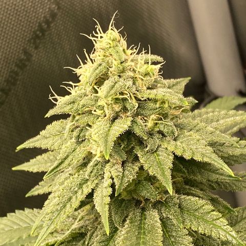 White Widow growlog timeline photo