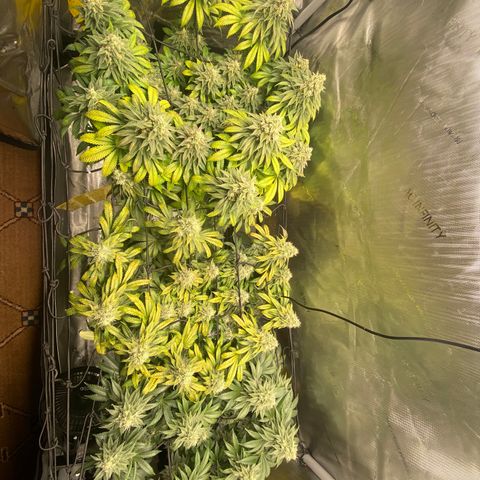 White Widow growlog timeline photo