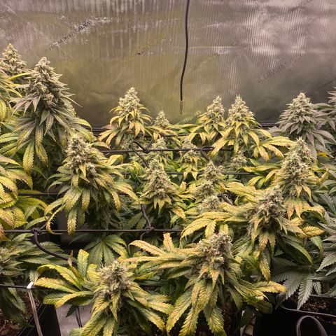 White Widow growlog timeline photo