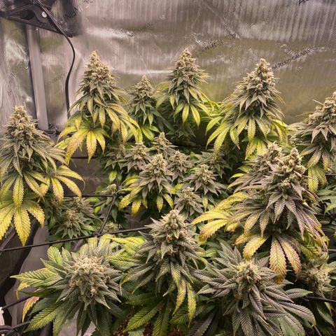 White Widow growlog timeline photo