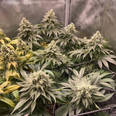 White Widow growlog timeline photo