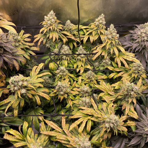 White Widow growlog timeline photo
