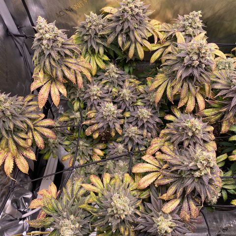 White Widow growlog timeline photo