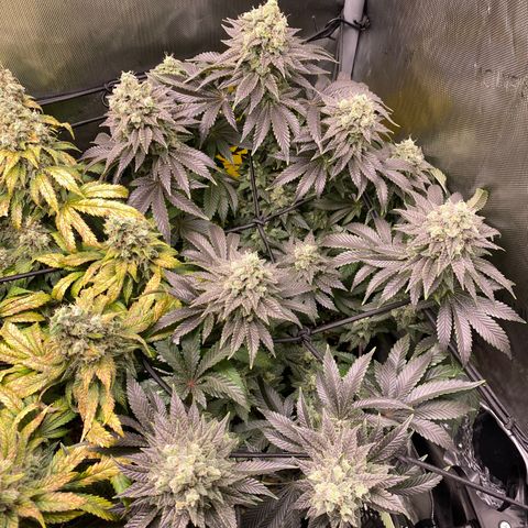 White Widow growlog timeline photo