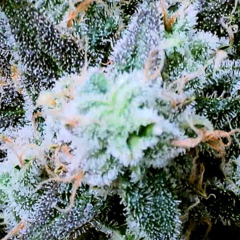 White Widow growlog timeline photo