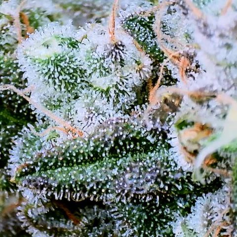 White Widow growlog timeline photo