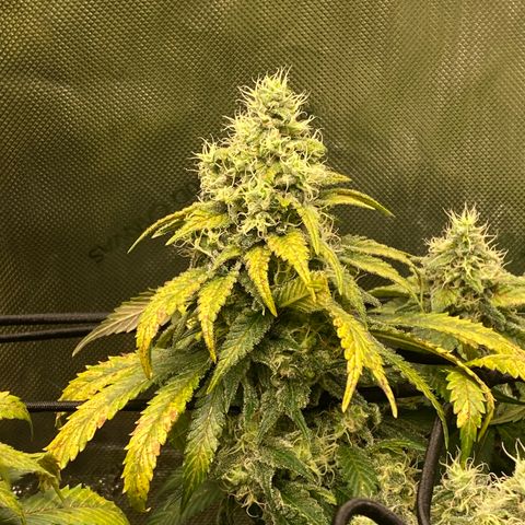White Widow growlog timeline photo