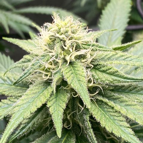 White Widow growlog timeline photo