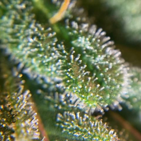 White Widow growlog timeline photo