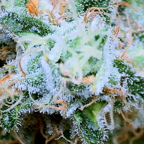 White Widow growlog timeline photo