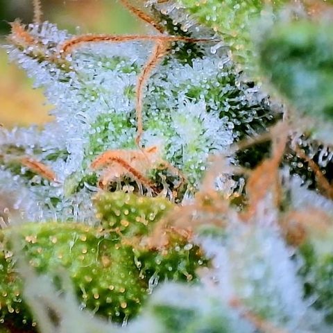White Widow growlog timeline photo