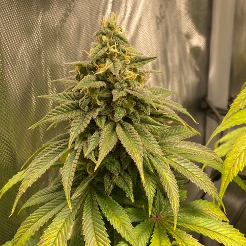 White Widow growlog timeline photo