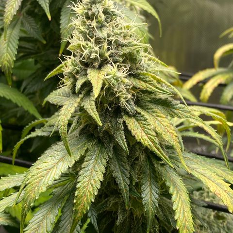 White Widow growlog timeline photo