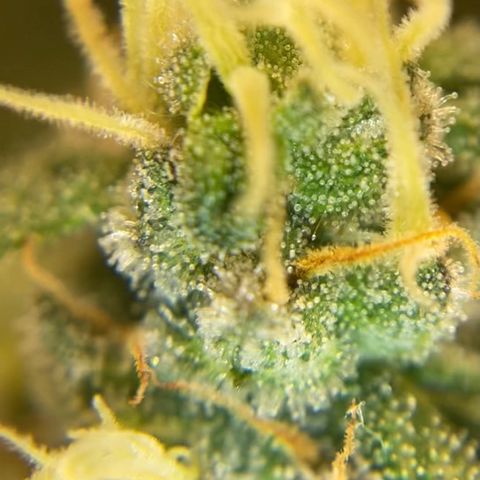 White Widow growlog timeline photo