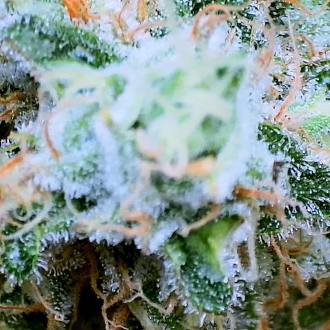 White Widow growlog timeline photo