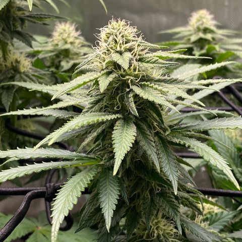 White Widow growlog timeline photo