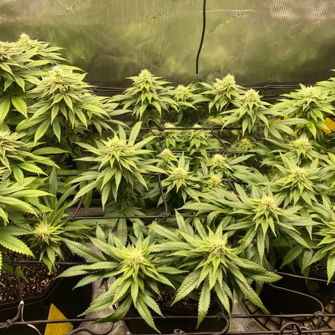 White Widow growlog timeline photo
