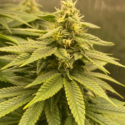 White Widow growlog timeline photo
