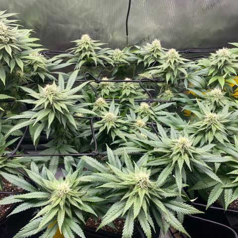 White Widow growlog timeline photo