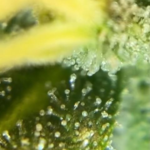 White Widow growlog timeline photo