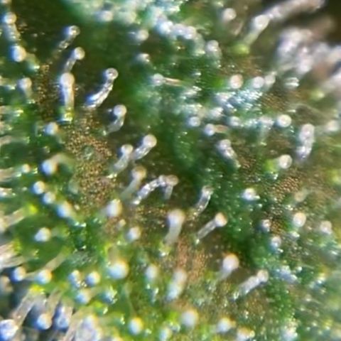 White Widow growlog timeline photo