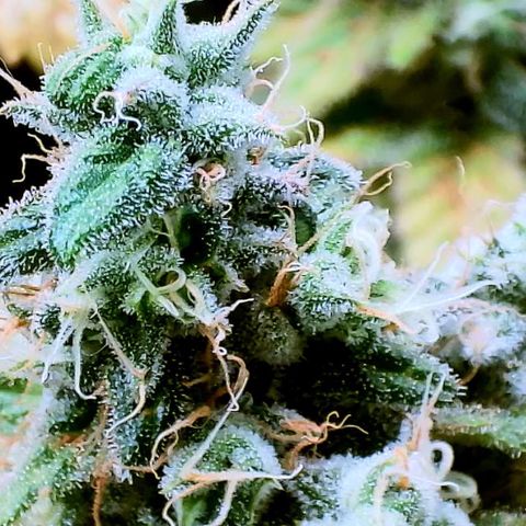 White Widow growlog timeline photo