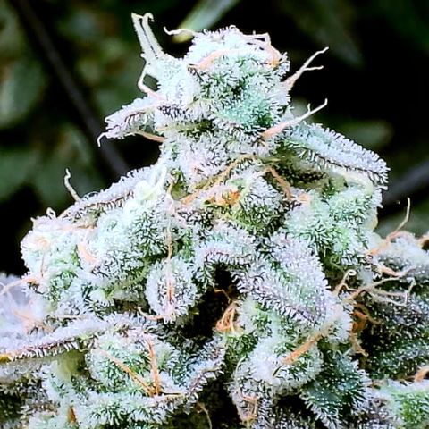 White Widow growlog timeline photo