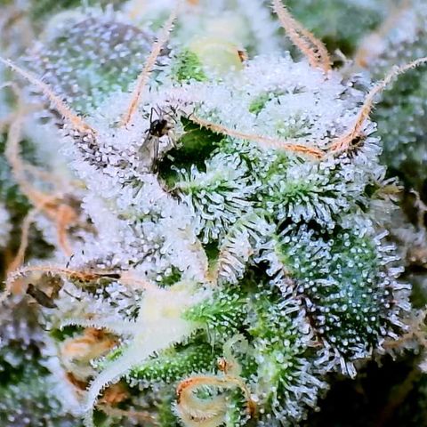 White Widow growlog timeline photo