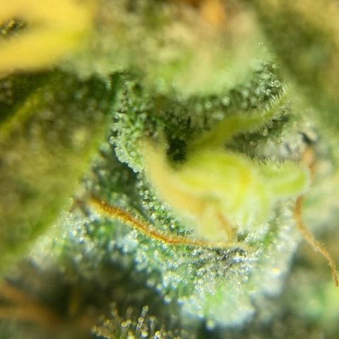 White Widow growlog timeline photo