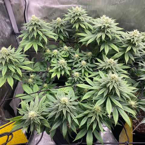 White Widow growlog timeline photo