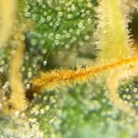 White Widow growlog timeline photo